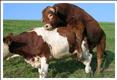 Foto: Brahmanischer Bulle