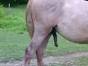 Foto: Sie nannten ihn Weißpferd